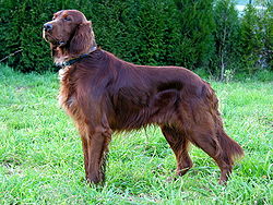 250px-Can_Setter_dog_GFDL.jpg